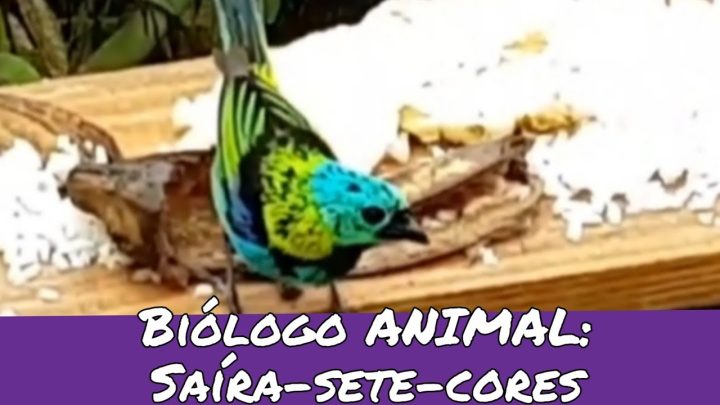 seledon. - Biólogo ANIMAL: Saíra-sete-cores, Tangara seledon.