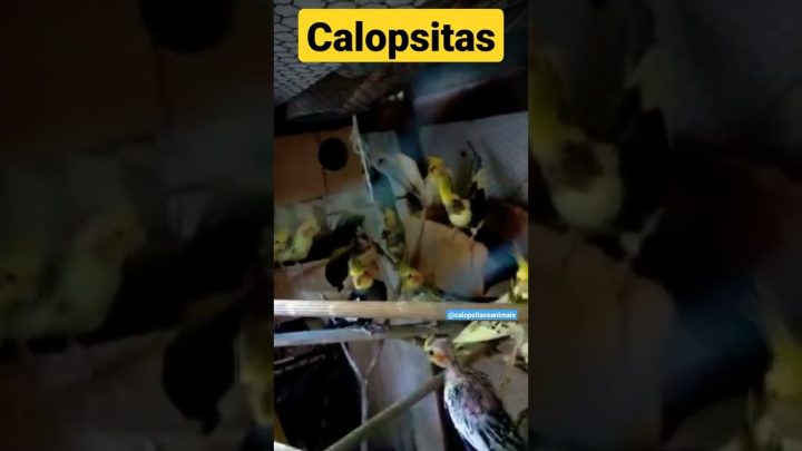 #cockatielsing - Calopsitas em seu viveiro #calopsita #calopsitafalando #short #shorts #cockatielsing #birds