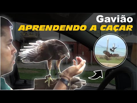 animal - Meu Gavião aprendendo a caçar | DORIVAL LIMA - ALETO ANIMAL