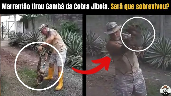 jiboia - Retirou Gambá da Cobra Jiboia