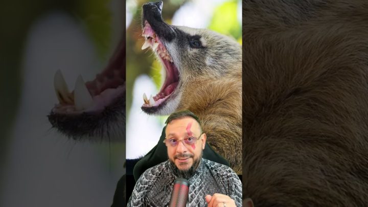 sobre! - Coati colocou onça parda pra correr