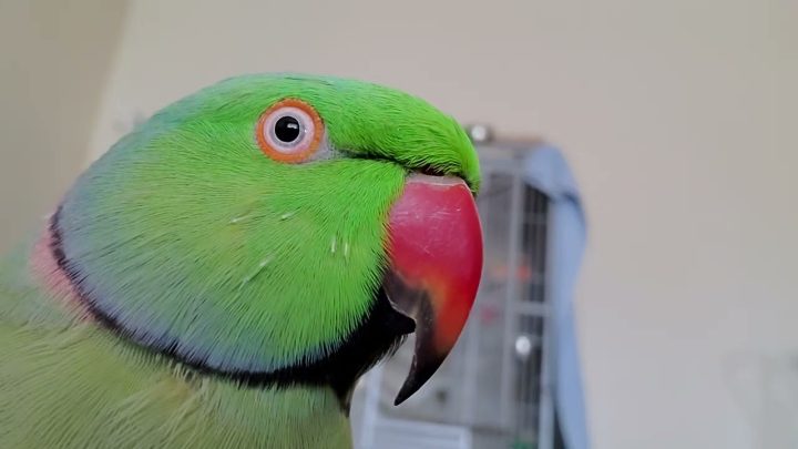 playing - Indian Ringneck Parrots playing