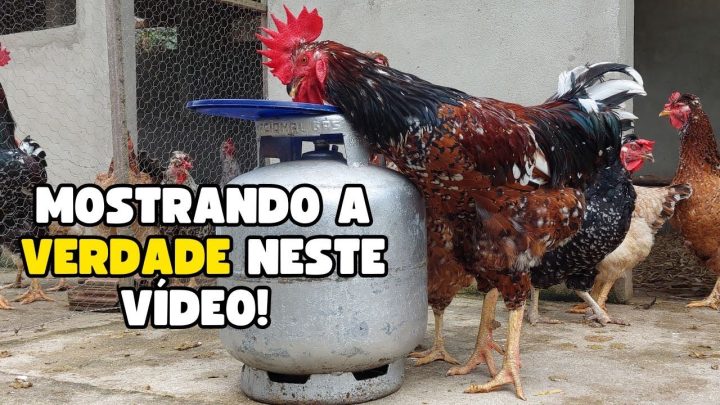 balÃo - A VERDADE! SERÁ QUE A BALÃO É A MAIOR GALINHA CAIPIRA DO BRASIL