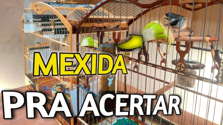 mexida - MEXIDA PRA CONCENTRAR COLEIRO NO TORNEIO "mexida simples"