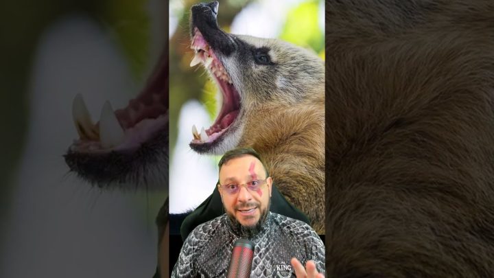 sobre! - Coati colocou onça parda pra correr