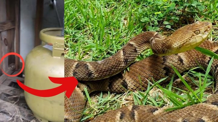 aquidauana - Jararaca é encontrada atrás de botijão de gás em Aquidauana MS | Biólogo Henrique