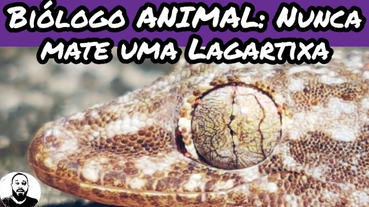 protege - Biologo ANIMAL: Nunca mate uma lagartixa, ela nos protege contra aranhas e escorpiões.