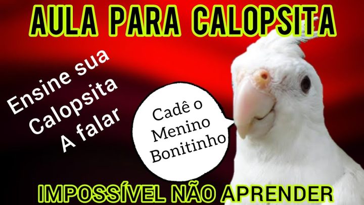 bonitinho - Calopsita falando cadê o menino bonitinho (treinamento para calopsita)