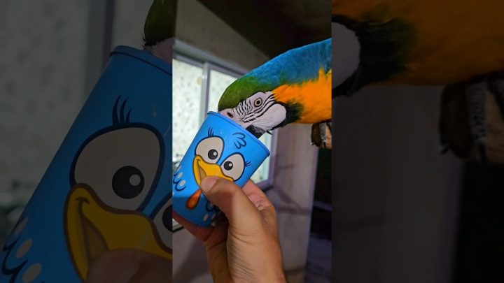 ringneck - arara Nutella tomando água #ave #arara #parrot #macaw #ring #birds #ringneck #pets #passaros #cocota