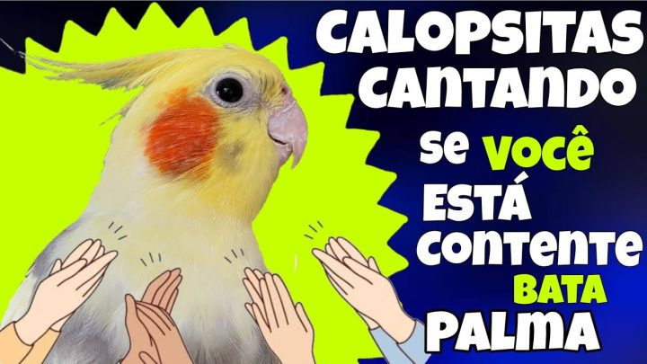 contente - CALOPSITAS CANTANDO! Ensine Sua CALOPSITA a CANTAR 'Se Você Está Contente Bata Palma'👏🦜🎵