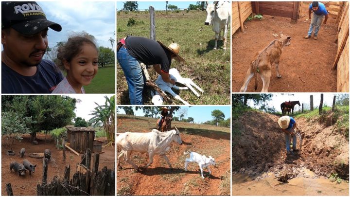 lacando - DIA DE OLHAR AS VACAS PARIDEIRAS AQUI NA FAZENDA| LAÇANDO BEZERROS PRA CURAR