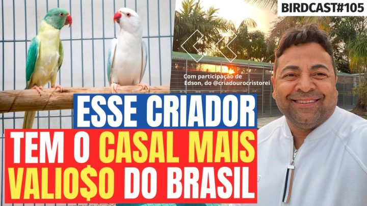 mais - ESSE CRIADOR TEM O CASAL DE AVES MAIS VALIO$O DO BRASIL #104