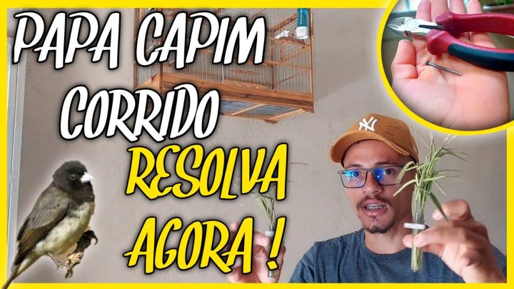 corrido - truque fácil levantar papa capim frio - ou corrido de mão levantando tôpete RESOLVA AGORA !