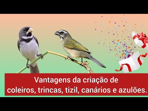 #trincas - BENEFICIOS DA CRIAÇÃO DE COLEIROS E TRINCAS