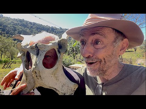 gaÚcho - GAUCHO BOTOU O CHICO ABELHA PRA TRABALHAR!!!!