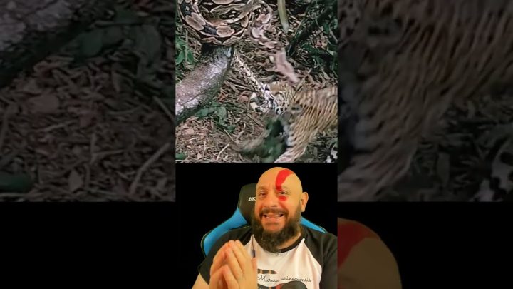 corrige - Píton x Leopardo ou Jiboia X Onça? Biólogo Henrique corrige