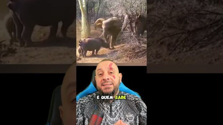 confronto - Rinoceronte X elefante, mais um confronto