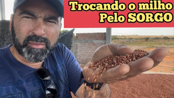 animal - TROCAR O MILHO PELO SORGO NA ALIMENTAÇÃO ANIMAL | O SORGO É MAIS BARATO QUE O MILHO