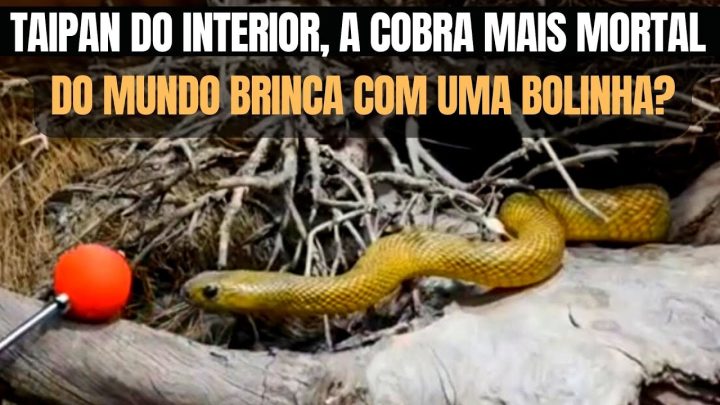 bolinha - Taipan do interior, a Cobra mais Mortal do Mundo Brincando com uma Bolinha? | Biólogo Henrique