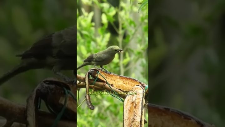 #shorts2023 - Passarinho comendo na natureza #passaros #shorts2023 #papacapim #tuituifunnyvideo #canario