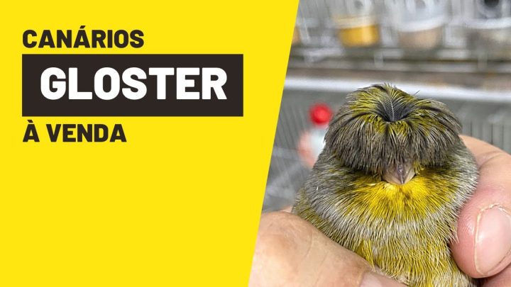 venda#ninhodocanario - 100 CANÁRIOS GLOSTER PADRÃO FOB À VENDA#ninhodocanario