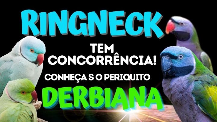 ringneck - RINGNECK TEM CONCORRÊNCIA! APRESENTAMOS O ELEGANTE PERIQUITO DERBIANA!