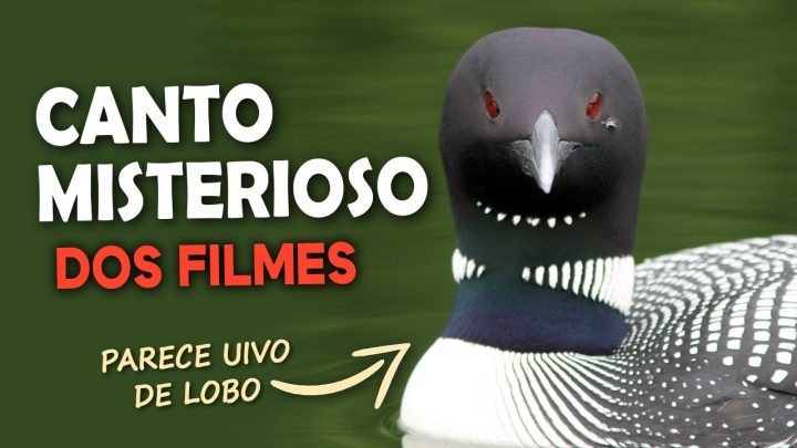 provavelmente - 9 CANTOS de AVES QUE VOCÊ PROVAVELMENTE JÁ OUVIU EM FILMES!