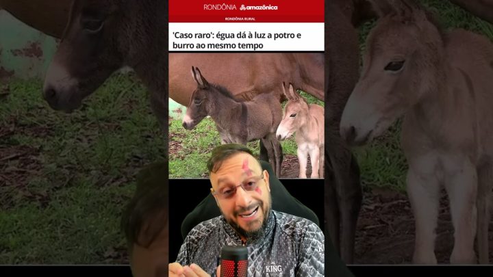 burro - Égua dá à luz a potro e burro ao mesmo tempo; entenda