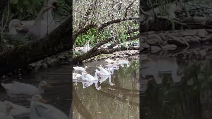 nature - CENA DE CINEMA #automobile #mato #travel #campo #nature #agro #fazenda #turismo