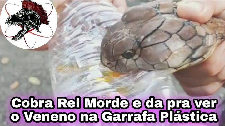 plÁstica! - Cobra Rei Veneno na Garrafa plástica | Biólogo Henrique o Biólogo das Cobras