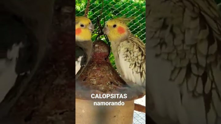 #shorts2023 - Calopsitas namorando #calopsitas #shorts #cockatiel #shortsinfantil #lovenotes #shorts2023 #birds