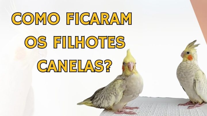 errei) - SERÁ QUE EU ERREI? #filhote #calopsita #canela