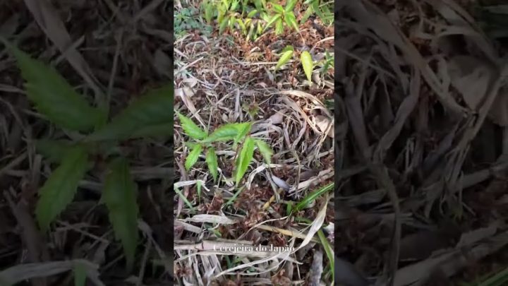 cerejeira - Você já viu os FRUTOS da CEREJEIRA do JAPÃO?