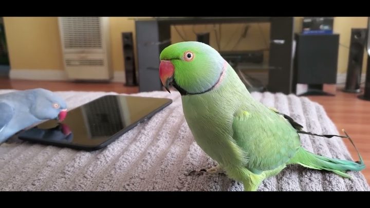 playing - Indian Ringneck Parrots talking and playing.