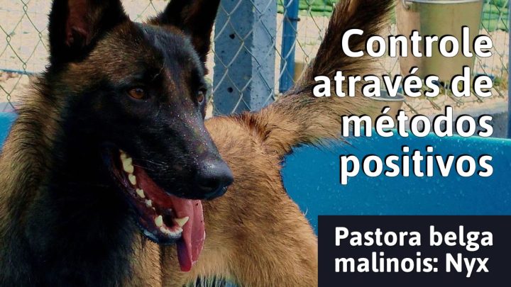 cães - Adestramento amigável - Controlando malinois através de estímulos positivos.