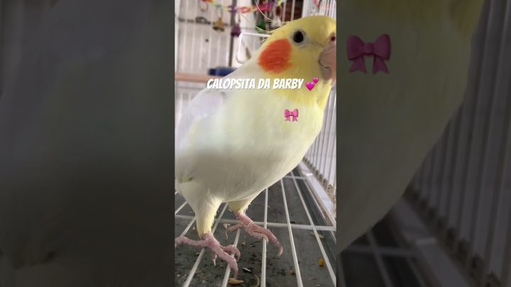 #barbiefilm - Calopsita da Barby 💕 #cockatiel #cockatielsinging #cockatielsounds #animais #barbie #barbiefilm