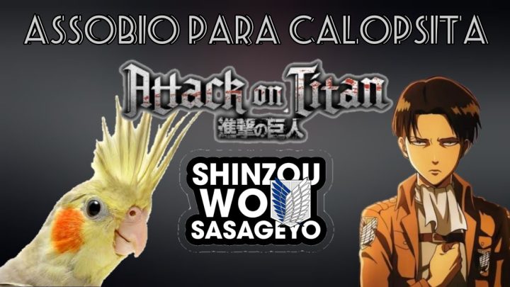 (attack - ASSOBIO PARA CALOPSITA - SHINZOU WO SASAGEYO - ATTACK ON TITAN - COCKATIEL SOUNDS