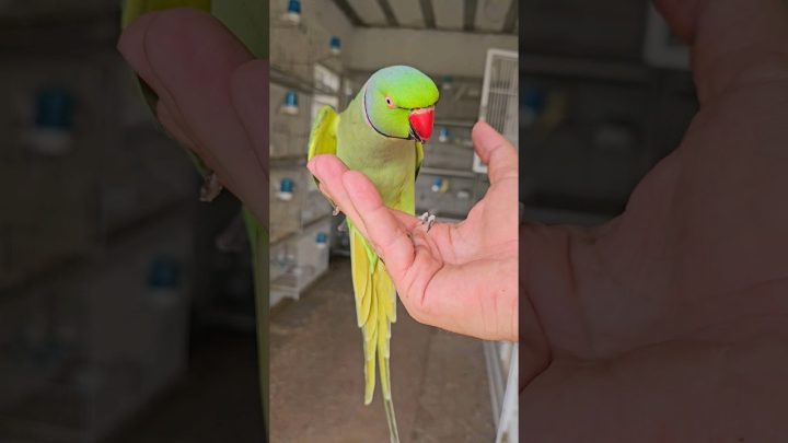 ringneck - ring neck falando ( fany) #parrot #ave #birds #ring #pets #ringneck