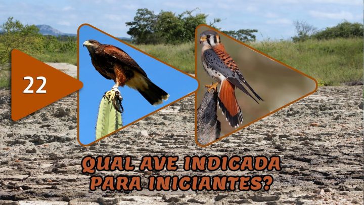 indicada - #022 - Qual a Ave Indicada Para Iniciantes?