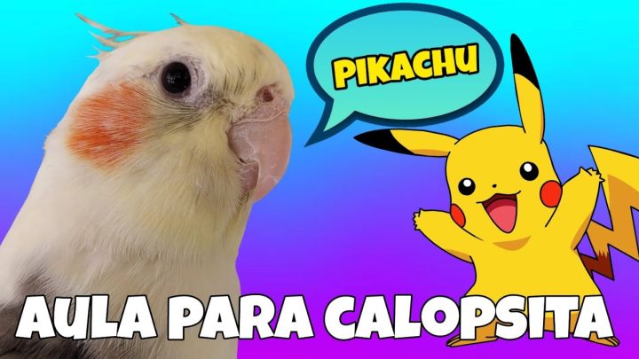 pikachu, - Aula para Ensinar Calopsita a Falar Pikachu | Transforme Seu Pássaro em um Pokémon Falante! 🐦⚡