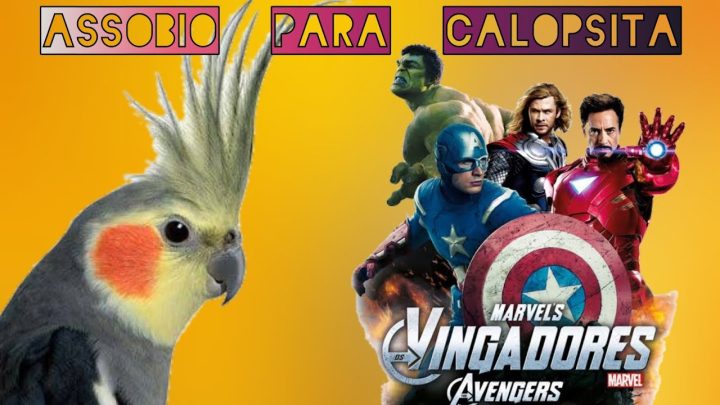 vingadores - ASSOBIO PARA CALOPSITA - TEMA OS VINGADORES - THE AVENGERS - COCKATIEL WHISTLE