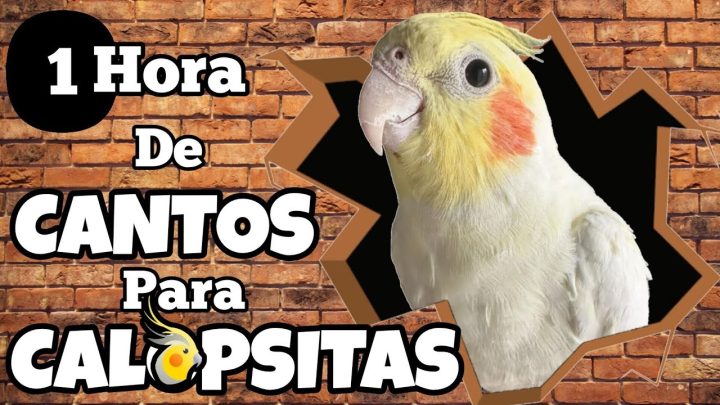 Sem categoria - 1 Hora de Cantos Variados para Ensinar e Alegrar sua Calopsita! (CALOPSITAS CANTANDO)🎶🦜