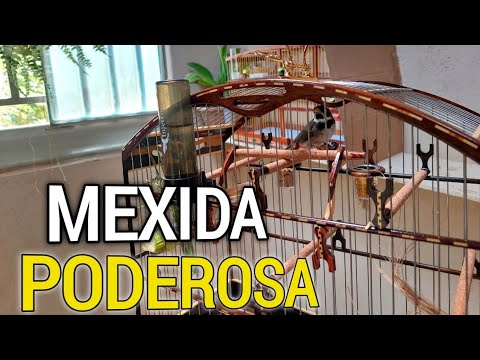 poderosa - MEXIDA FACIL * MUITO PODEROSA PRA COLOCAR ORDEM E FOGUEAR COLEIRO E PAPA CAPIM !