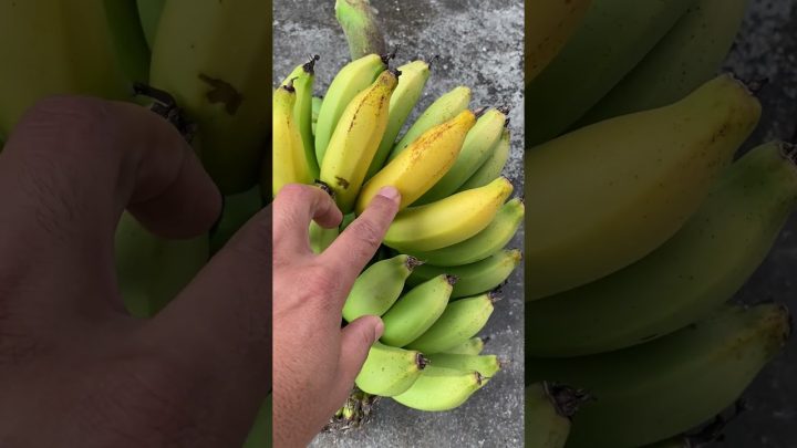 hortas - Qual a hora certa de tirar o cacho de banana?