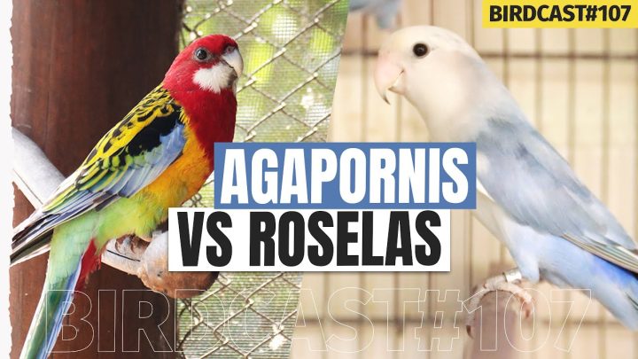 #107 - AGAPORNIS VS ROSELAS: UMA DISPUTA AO VIVO! #107