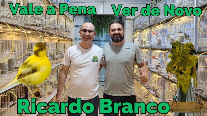 porte!!!vale - BRANCO COM PLANTEL SELECIONADO DE CANÁRIOS DE PORTE!!!Vale a Pena Ver de Novo.