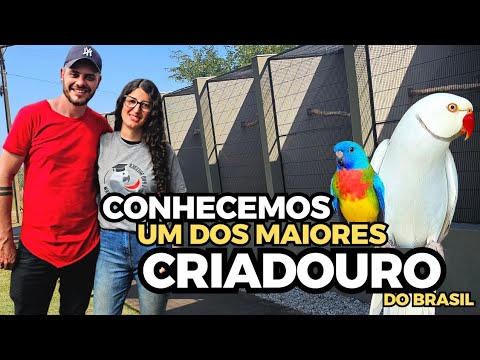 criadouro - CONHECEMOS UM CRIADOURO DE RING NECK, PAPAGAIO, CACATUA, GRANDE ALEXANDRE | PARTICIPAMOS DO CURSO