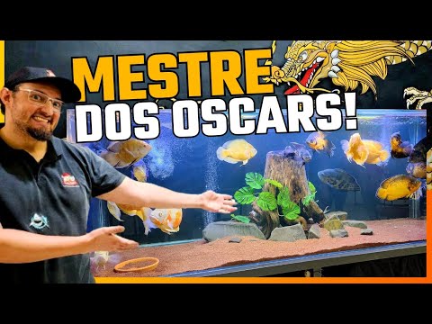 apaiari! - TUDO SOBRE PEIXE APAIARI em aquário COM O CAIO DA CAVERNA DE OSCAR DE SÃO PAULO