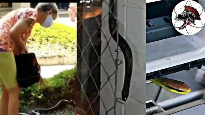 impressora! - Cobra no apartamento, Cobra na impressora e mulher leva Cobra pra passear e viraliza na Internet.