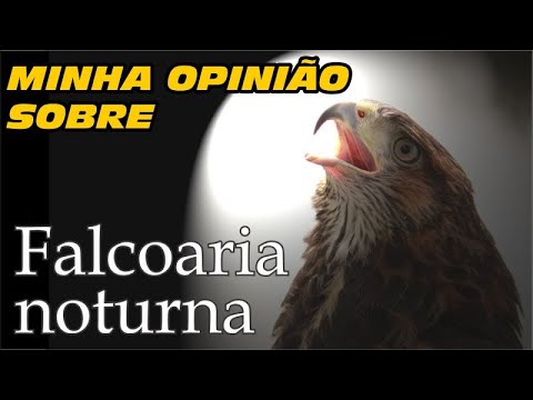 noturna - Falcoaria Noturna - minha opinião | DORIVAL LIMA - ALETO ANIMAL